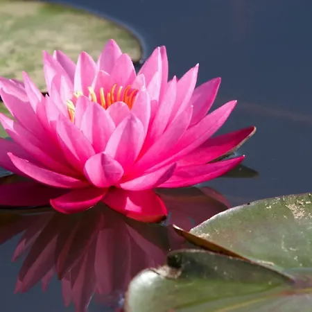 Lotus *